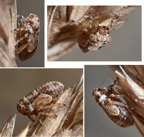 Anaceratagallia venosa